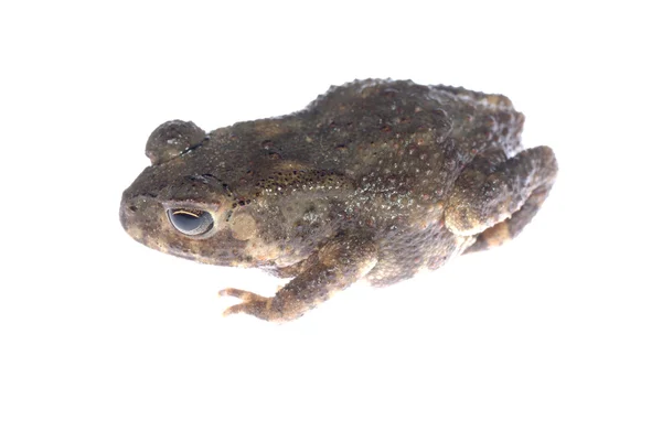 Animal toad frog — Stock Photo, Image