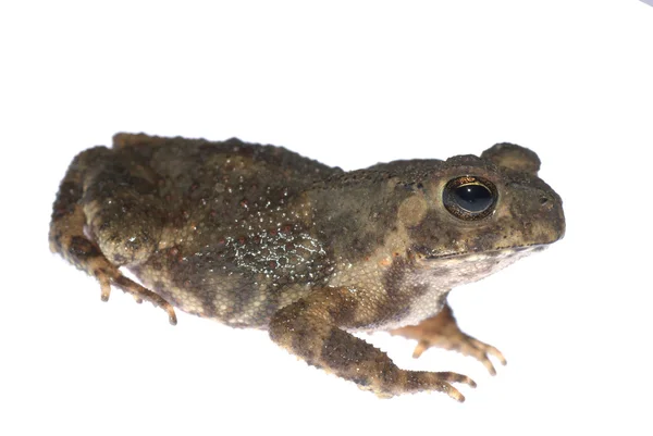 Ropucha zwierzę żaba — Zdjęcie stockowe