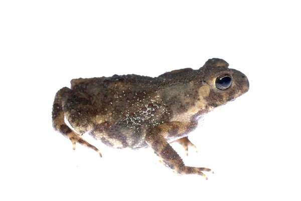 Zvíře žába žába — Stock fotografie