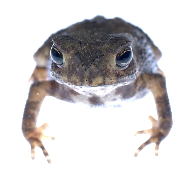 Dierlijke toad kikker — Stockfoto