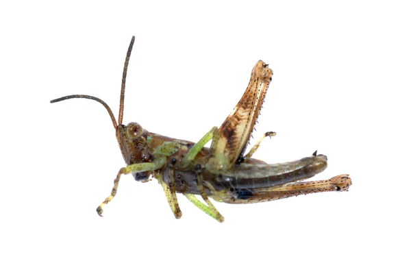 고립 된 메뚜기 — 스톡 사진