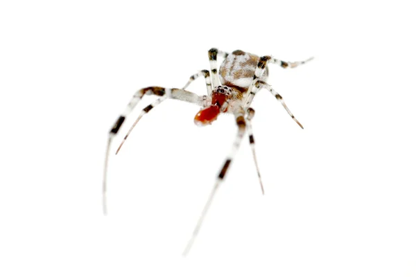 孤立的蜘蛛 — 图库照片