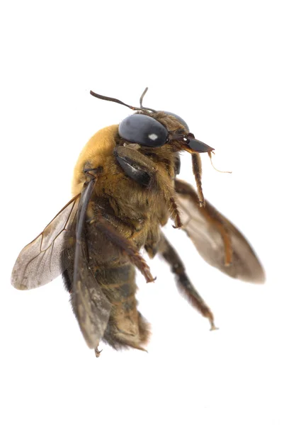 Hmyzu pokorný včela — Stock fotografie