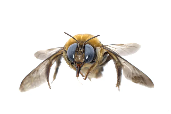 Böcek mütevazi arı — Stok fotoğraf