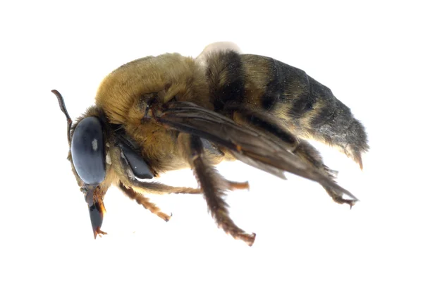 Комаха скромний Бджола — стокове фото