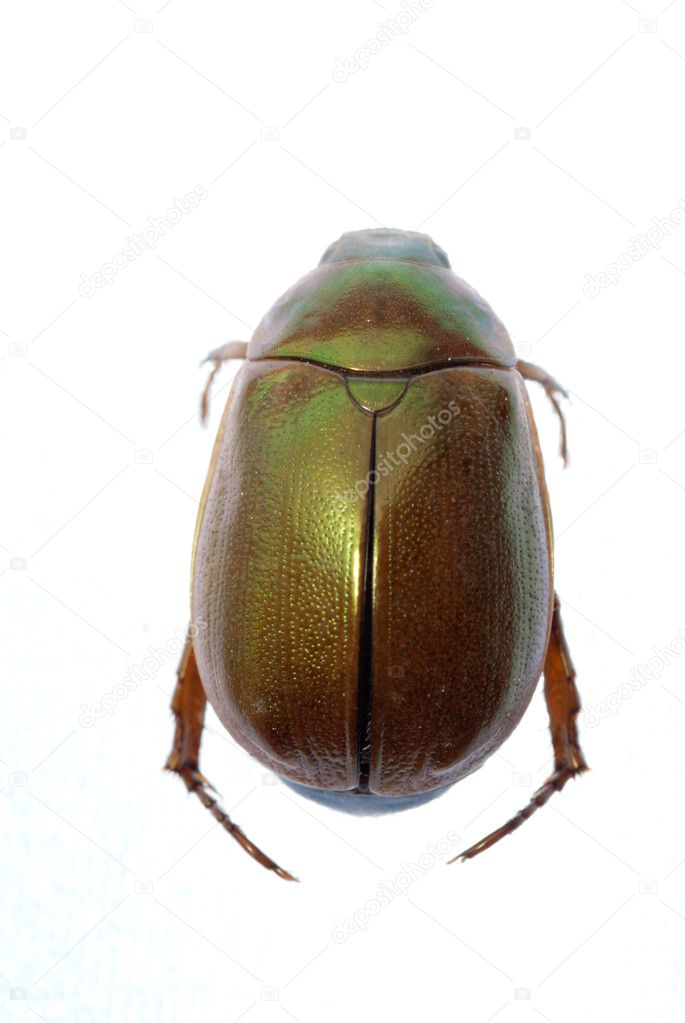 Insect scarab beetle