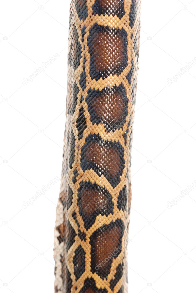 Boa snake skin