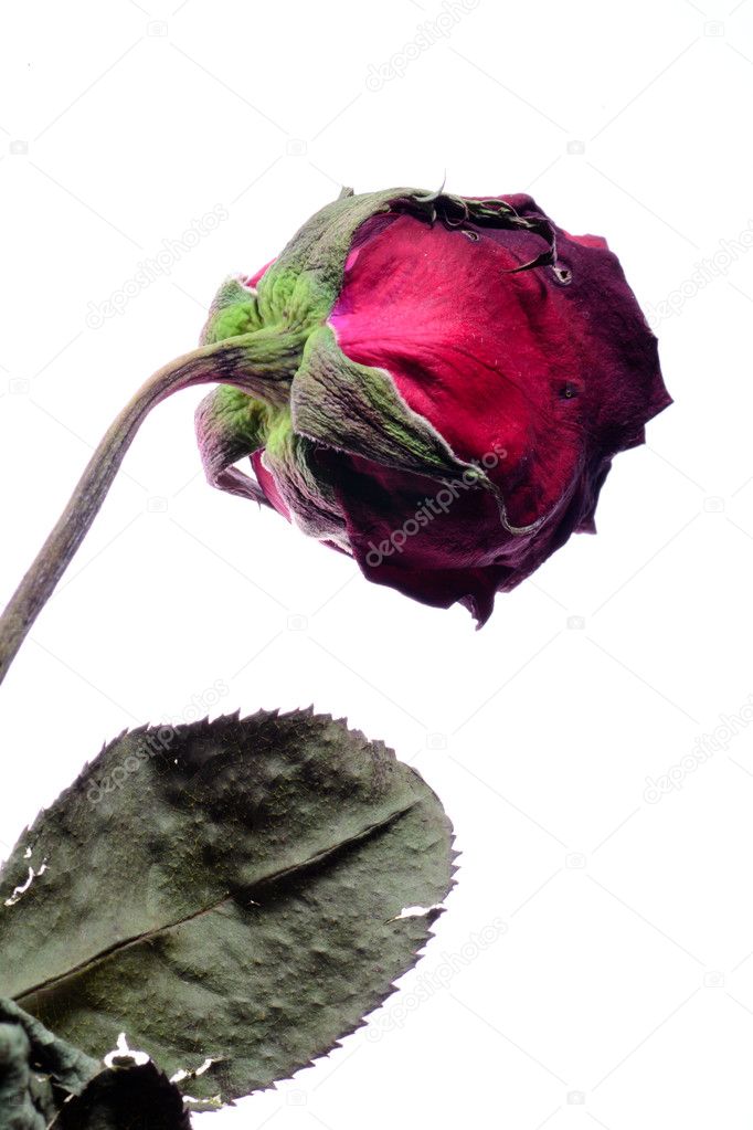 Dry rose