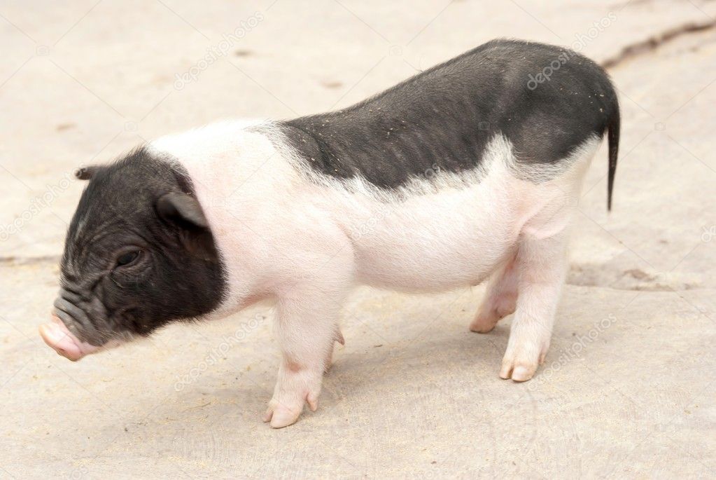 Pig baby pet