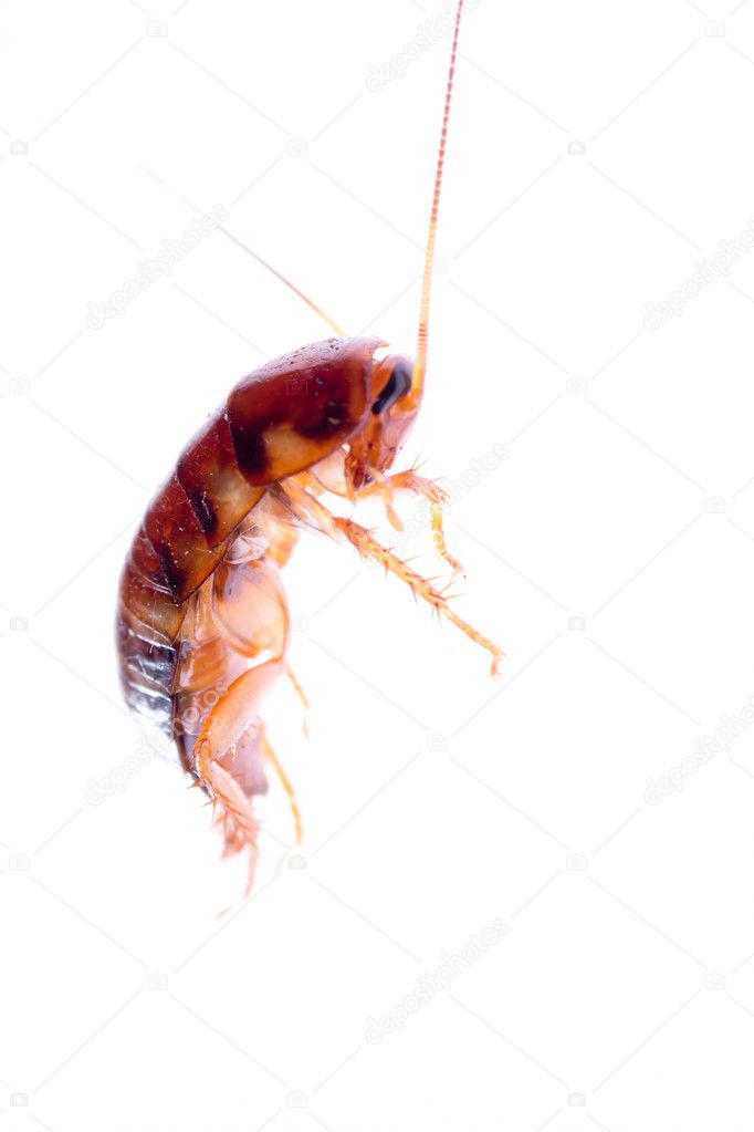 Insect cockroach bug