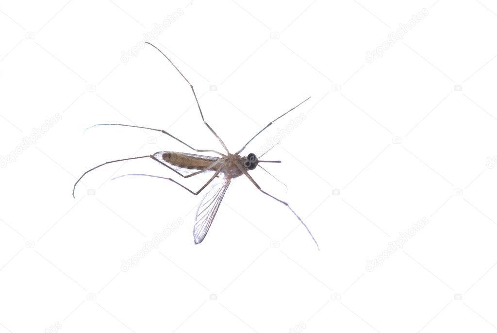 Mosquito isolated