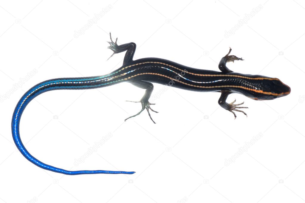 Blue tail skink lizard