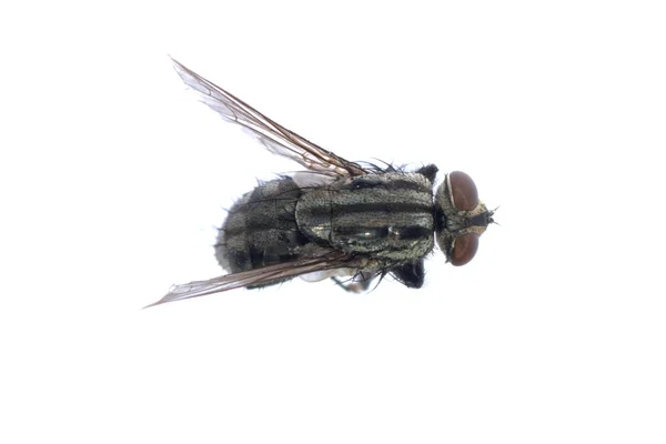 Dead fly insect — Stock Photo, Image