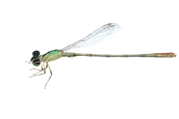 Dragonfly flickslända — Stockfoto