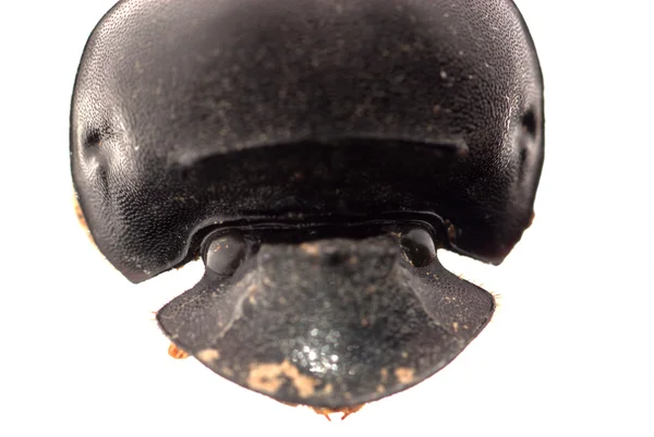 Голова навозного жука — стоковое фото