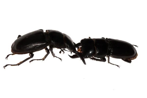 Stag beetle fighting — Stock Photo, Image