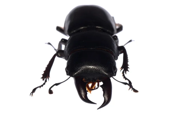 Stag beetle isolated — Stock Photo, Image
