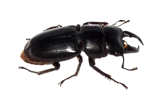 Stag beetle isolated — Stock Photo, Image