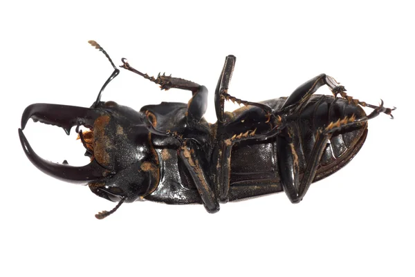 孤立的鹿角甲虫 — 图库照片