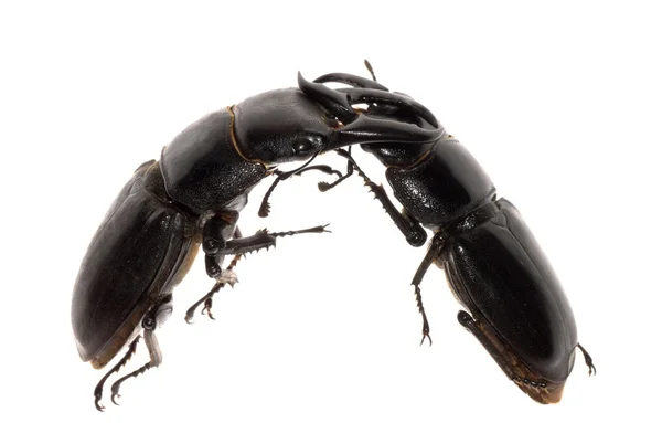 Combate a escaravelhos — Fotografia de Stock