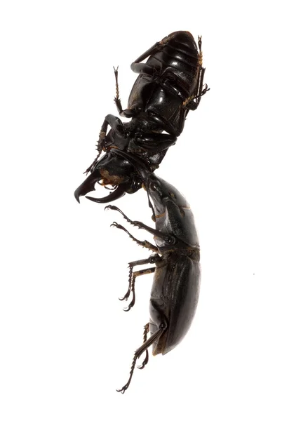 鹿角甲虫战斗 — 图库照片