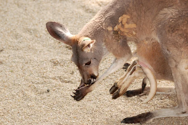 Bebek annesiyle hayvan kanguru — Stok fotoğraf