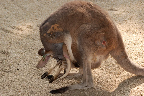 Bebek annesiyle hayvan kanguru — Stok fotoğraf
