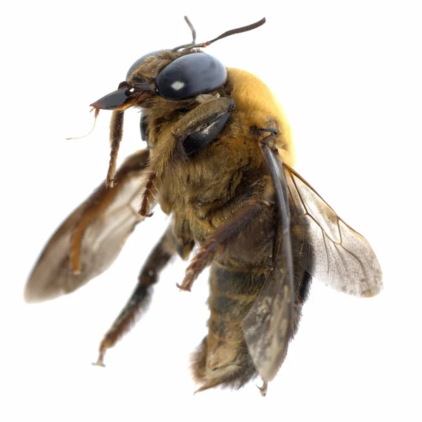 Böcek mütevazi arı — Stok fotoğraf