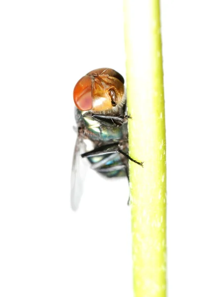昆虫飛行 — ストック写真