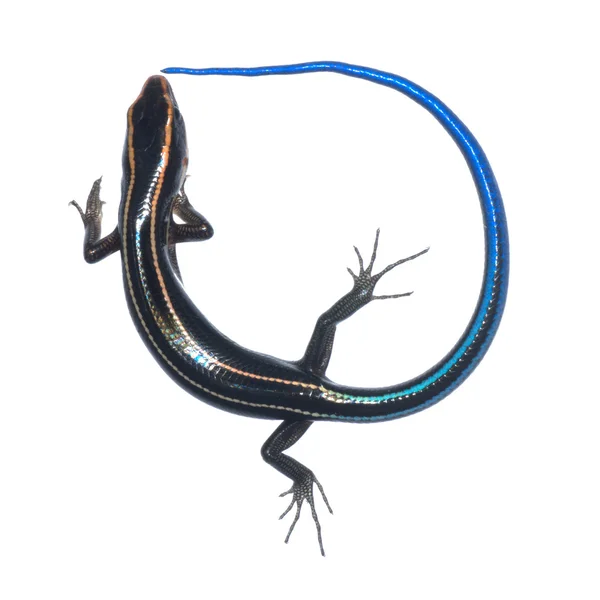 Modrý ocas ještěrka krátkonožkou — Stock fotografie