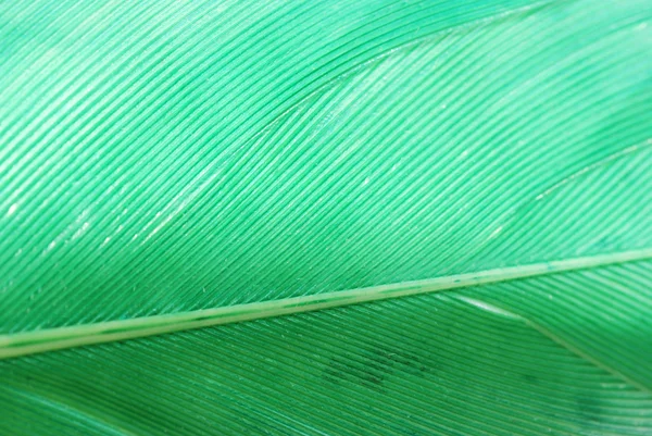 Yeşil tüy soyut doku arka plan — Stok fotoğraf