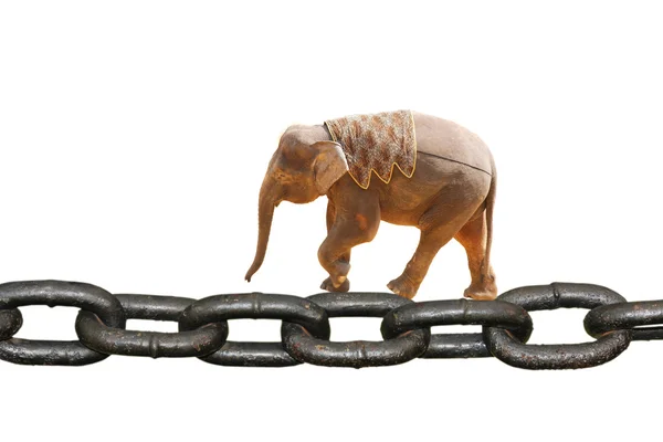 Zincir üzerinde yürüyen hayvan fil — Stok fotoğraf
