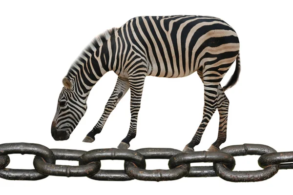Animal zebra walking on chain — Stock Photo, Image