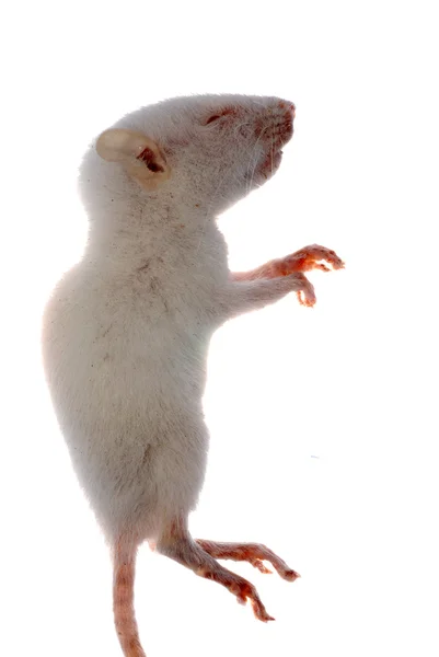 White rat mouse isolated — Stock Photo, Image