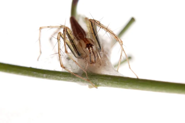 Spindel med ägg fall — Stockfoto