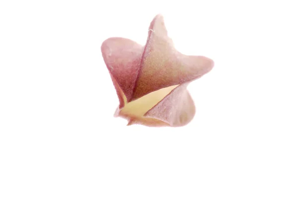 Kalbi kanayan çiçek — Stok fotoğraf
