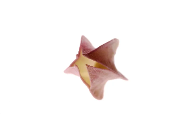 Kalbi kanayan çiçek — Stok fotoğraf