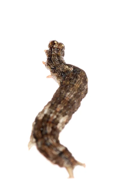 Motýl můra housenka larva — Stock fotografie