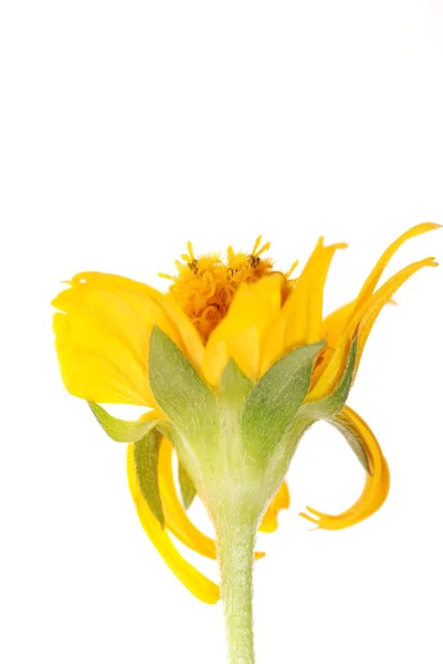 Flor de margarida amarela — Fotografia de Stock
