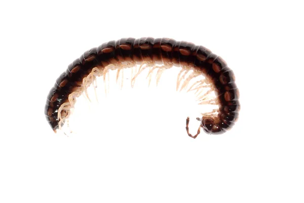 Animal millipede — Stock Photo, Image