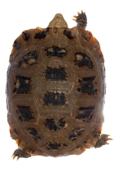 Sköldpadda sköldpadda — Stockfoto