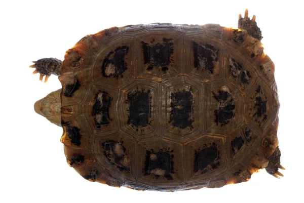 Черепаха черепаха — стокове фото
