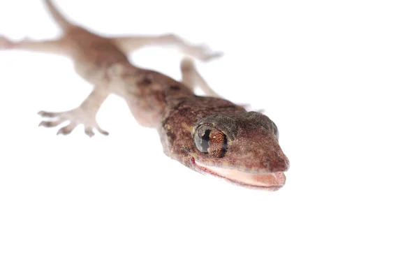 Gecko babe geïsoleerd — Stockfoto