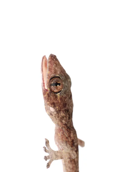 Изолированная голова Гекко — стоковое фото
