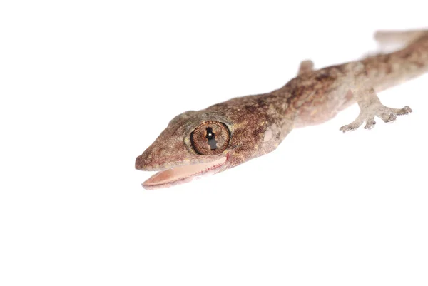 Gecko babe izolované — Stock fotografie