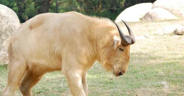 Anima divoký býk — Stock fotografie
