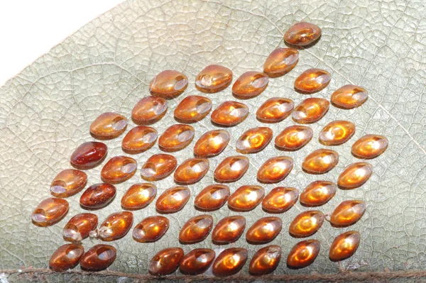 Butterfly eggs — Stock Photo, Image
