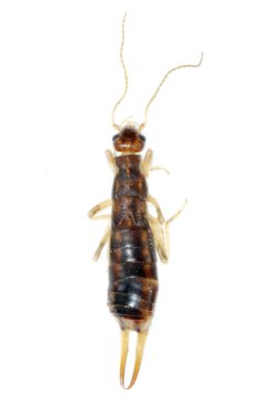 Insect earwig isolated clipart