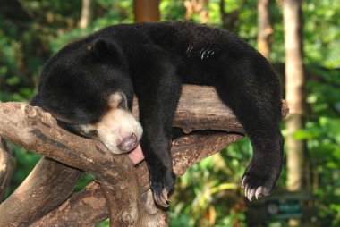 Sleeping sun bear clipart