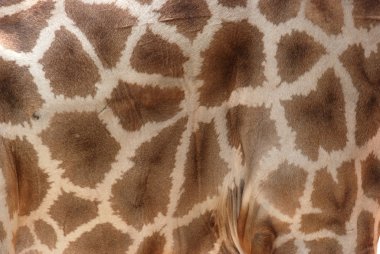 Giraffe fur pattern clipart